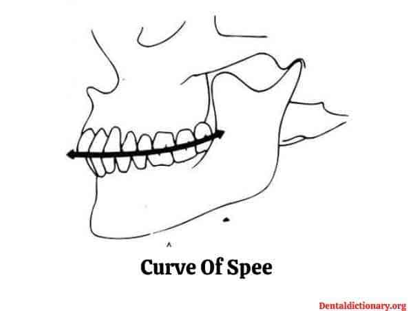 Curve of Spee
