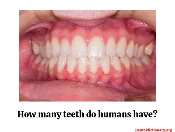 How many teeth do humans have