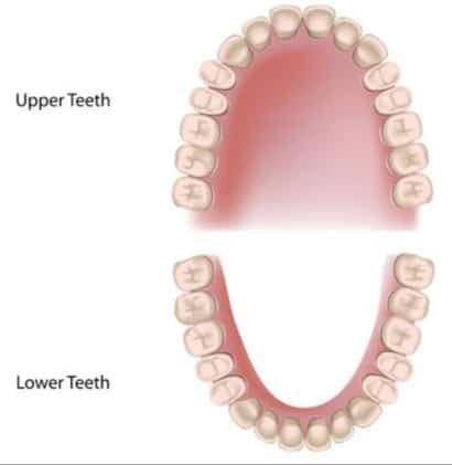 permanent dentition