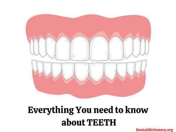Teeth – Everything you want to know about teeth